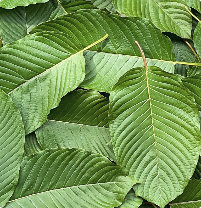 a close-up of a leaf